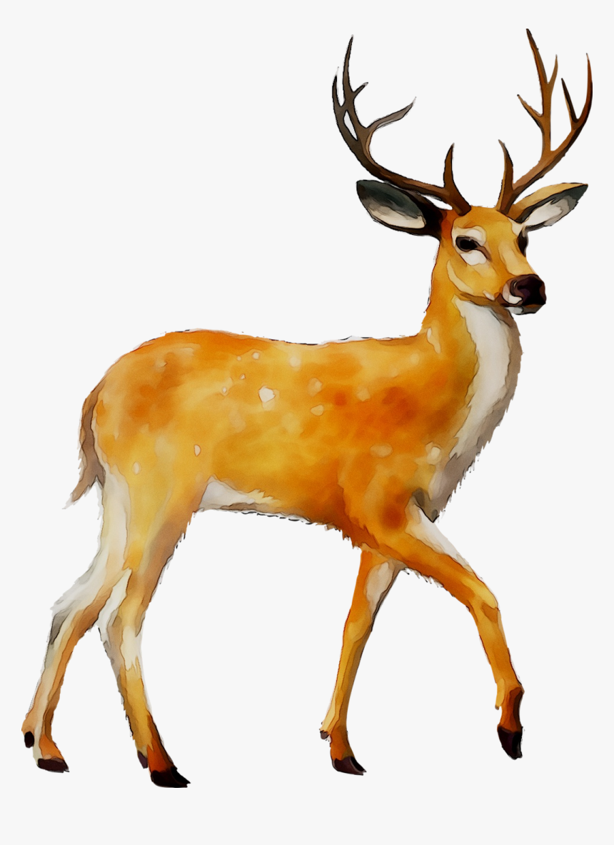 White-tailed Deer Clip Art Moose Mule Deer - Deer Png, Transparent Png, Free Download