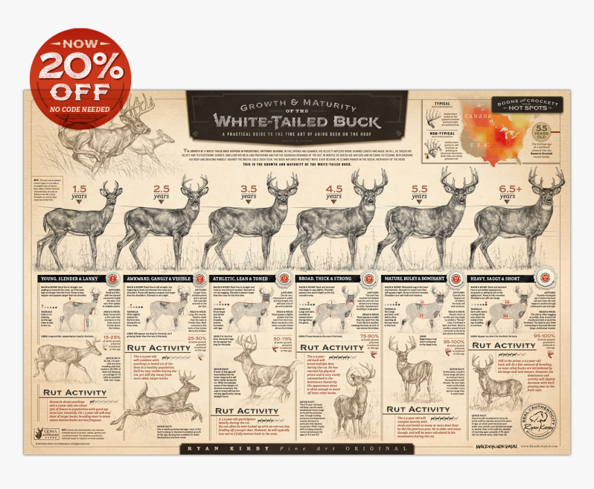 Ryan Kirby Growth Maturity Whitetail Buck Poster Deer - Growth And Maturity Of The Whitetail Buck, HD Png Download, Free Download