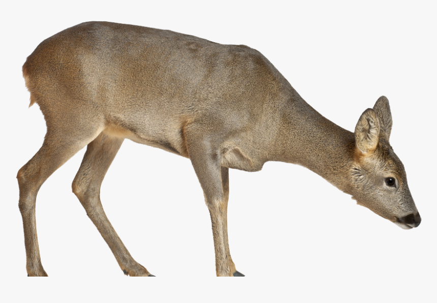 Roe Deer, HD Png Download, Free Download