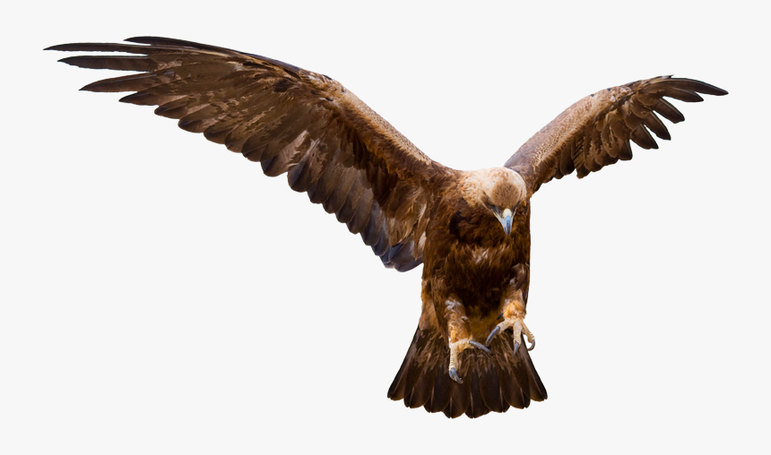 Transparent Mexico Eagle Png - Golden Eagle, Png Download, Free Download