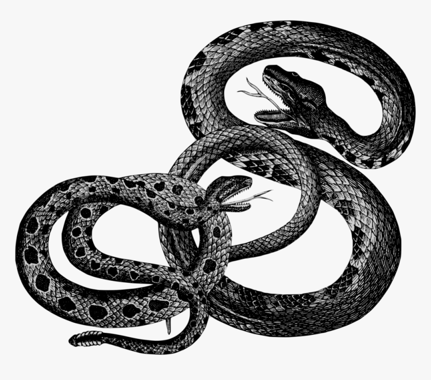 Vintage Snakes - Snakes Vintage, HD Png Download, Free Download