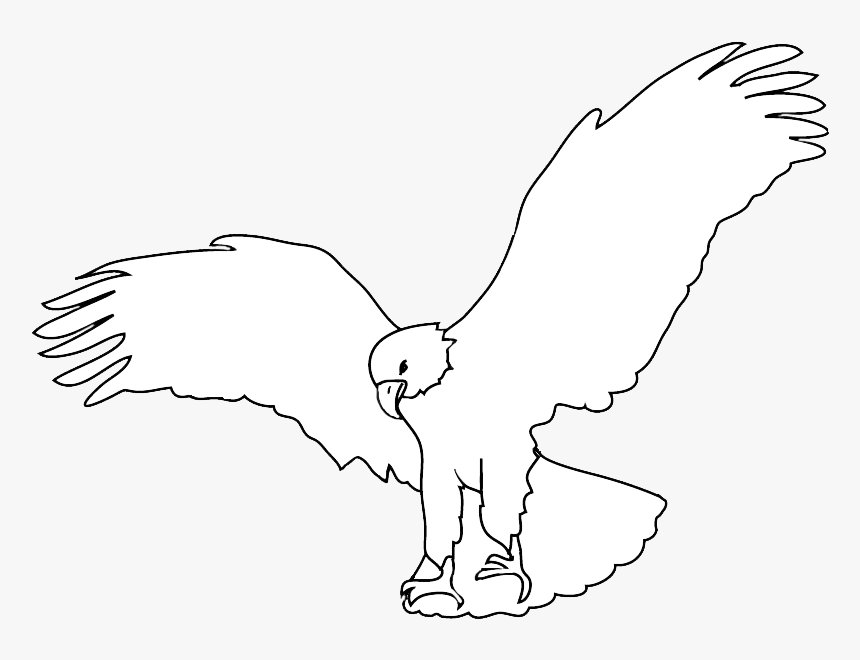 Sketch Of Bald Eagle Landing - Hawk, HD Png Download, Free Download