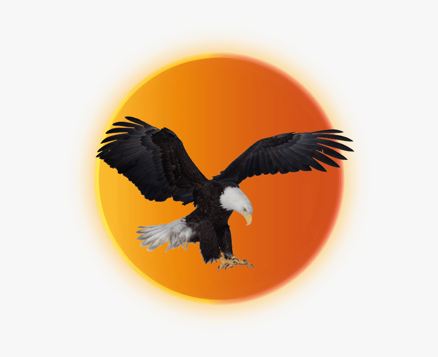 Eagle Country - Golden Eagle, HD Png Download, Free Download