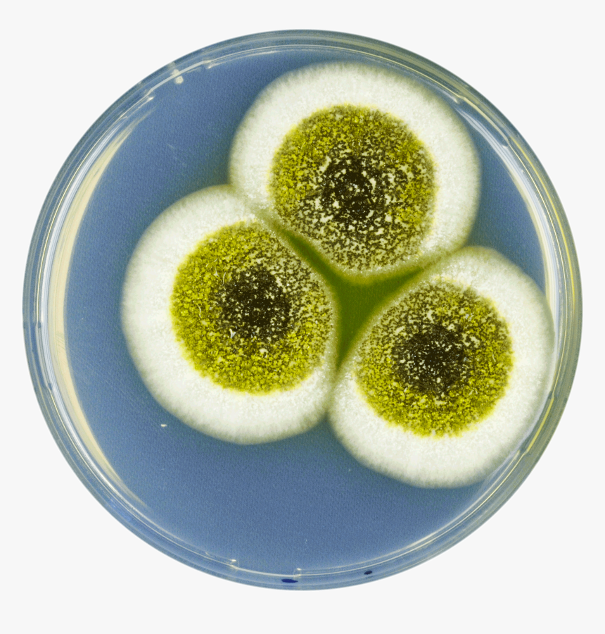 Aspergillus Robustus Cya - Gelatin Dessert, HD Png Download, Free Download