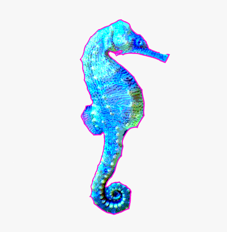 Northern Seahorse, HD Png Download, Free Download