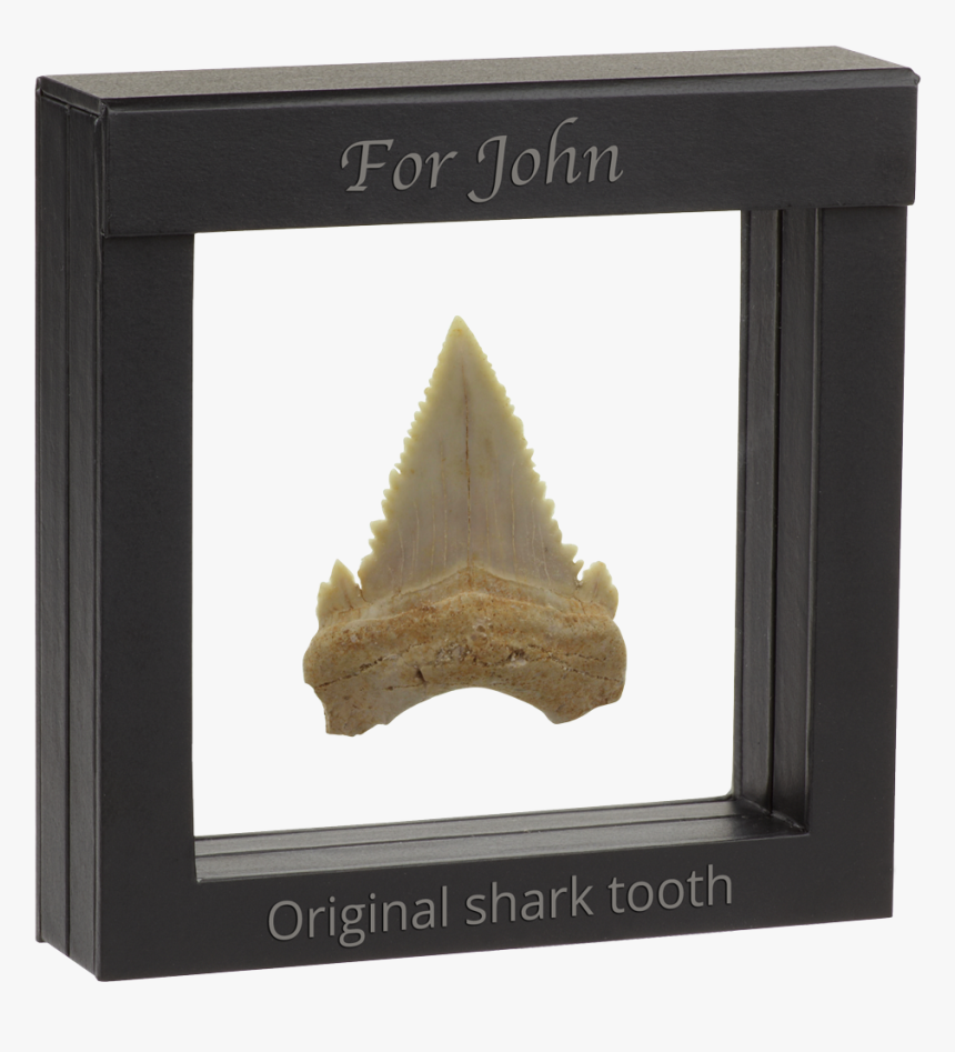 Authentic Shark´s Tooth Fossil - Framed Shark Tooth, HD Png Download, Free Download
