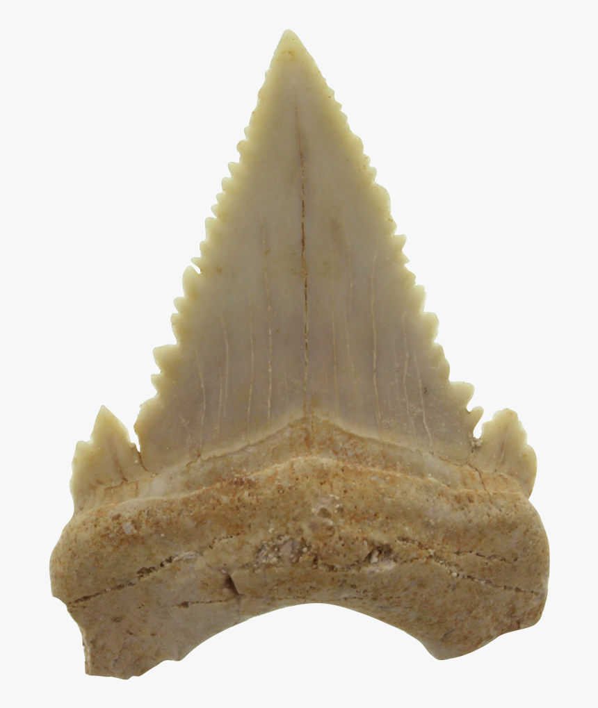 Authentic Shark´s Tooth Fossil - Quartz, HD Png Download, Free Download