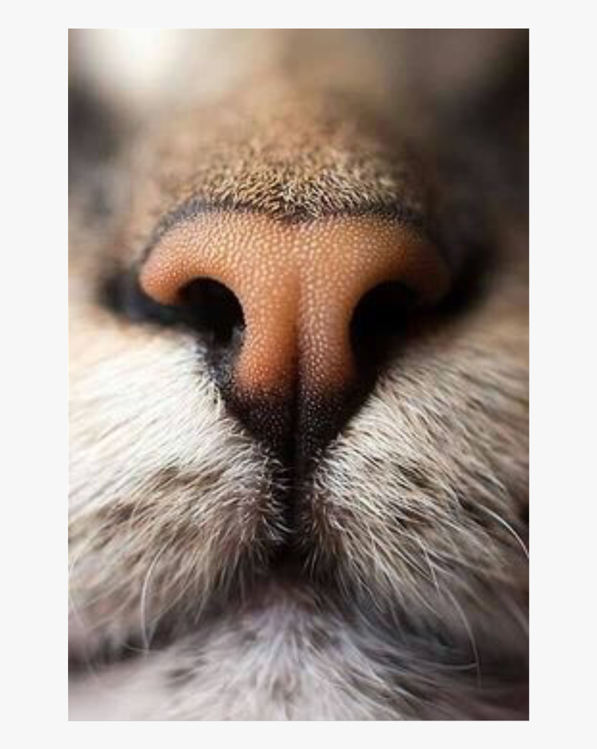 #cute #animal #nose #cat #catnose #freetoedit - Truffe Chat, HD Png Download, Free Download