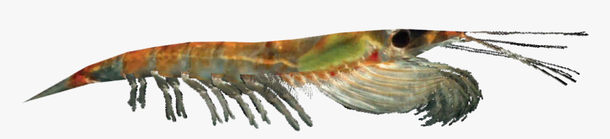 Thumb Image - Antarctic Krill, HD Png Download, Free Download