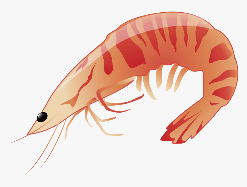 Transparent Krill Clipart - Prawn Cartoon, HD Png Download, Free Download