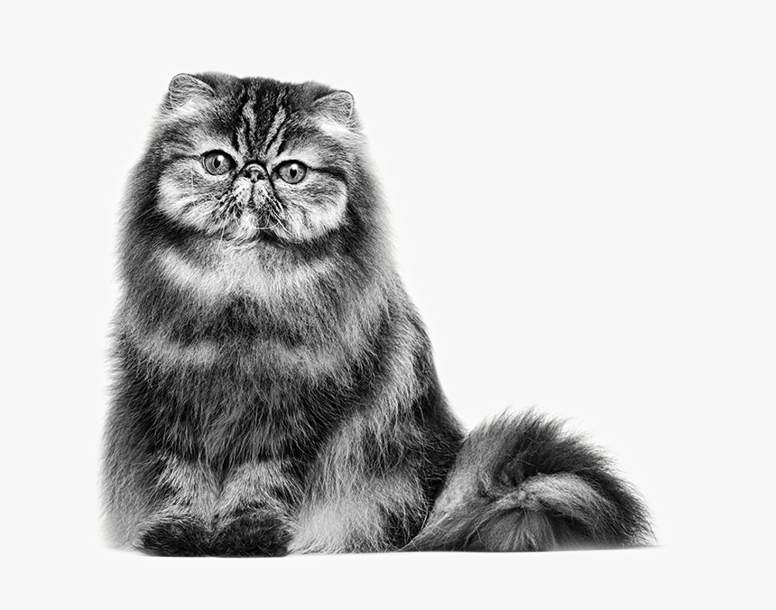 Как нарисовать персидского кота