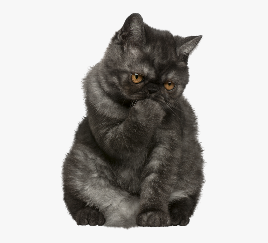 Funny Cat Png, Transparent Png, Free Download