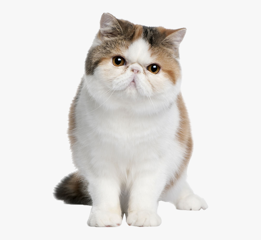 Exotic Coon British Cat American Persian Shorthair - Exotic Shorthair, HD Png Download, Free Download