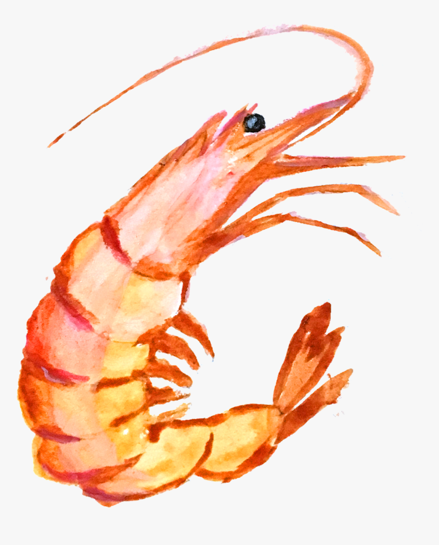 Shrimp Png, Transparent Png, Free Download