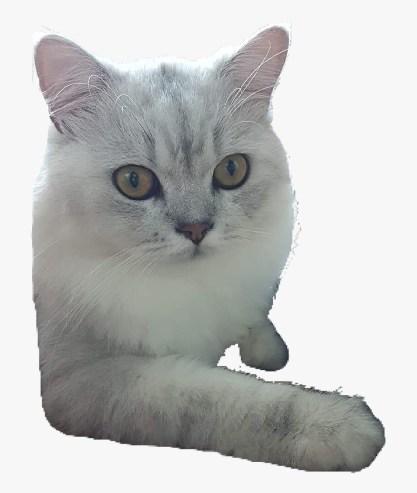 #munnie #kitten #cat #persiancat #freetoedit - Domestic Short-haired Cat, HD Png Download, Free Download