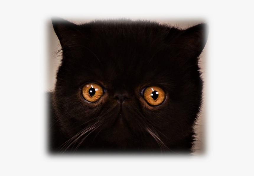 Black Cat, HD Png Download, Free Download