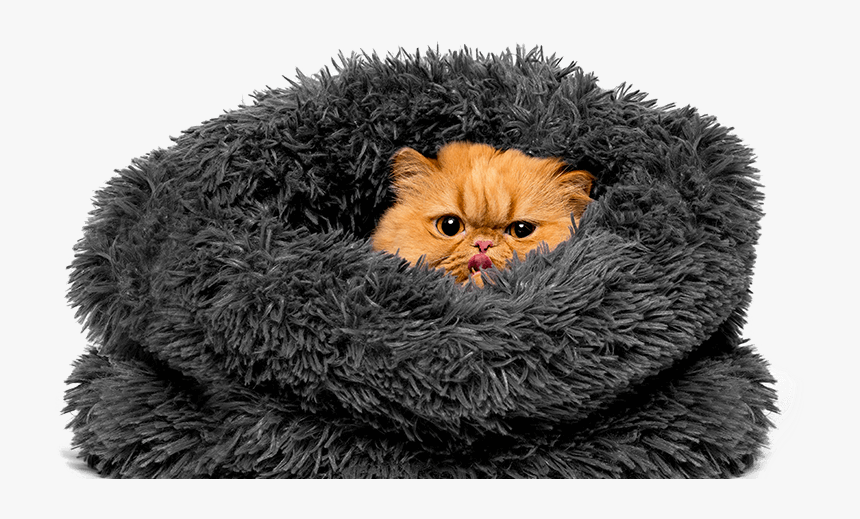 Cat Beds Products Hero Image - Persian, HD Png Download, Free Download