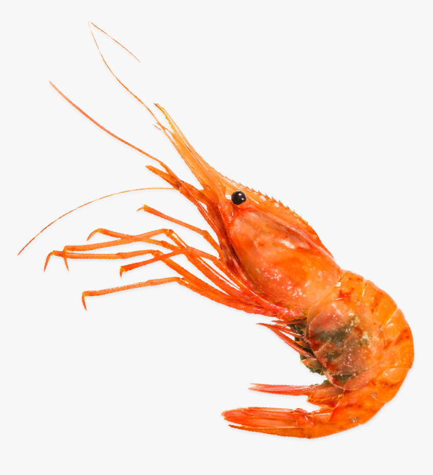 Homarus, HD Png Download, Free Download