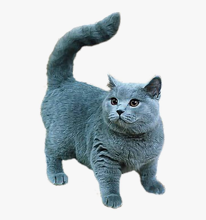 #persian#cat - British Short Leg Cat, HD Png Download, Free Download