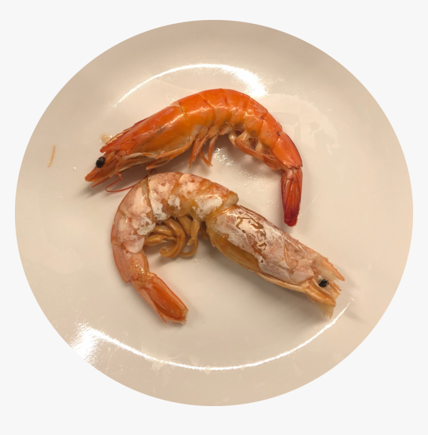 Shrimp Raised In Filtered Salt Water Systems%2c Like - Botan Shrimp, HD Png Download, Free Download