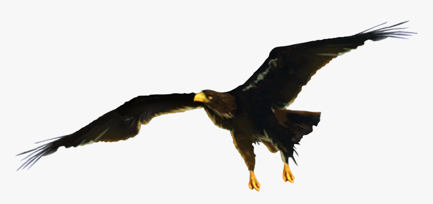 Eag - Chronicles Of Narnia Eagle, HD Png Download, Free Download