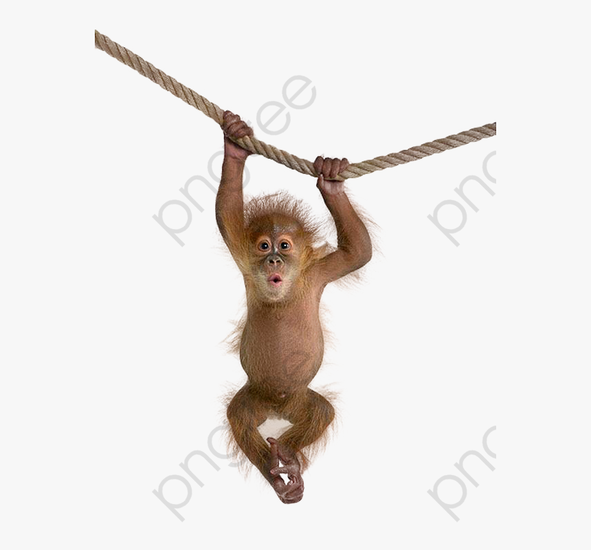 Monkeys On A Clipart Macaque Image And - Monkey Png Transparent, Png Download, Free Download