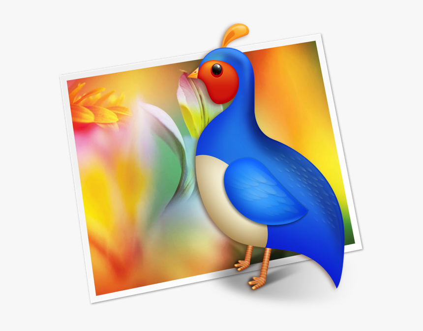 Seabird, HD Png Download, Free Download