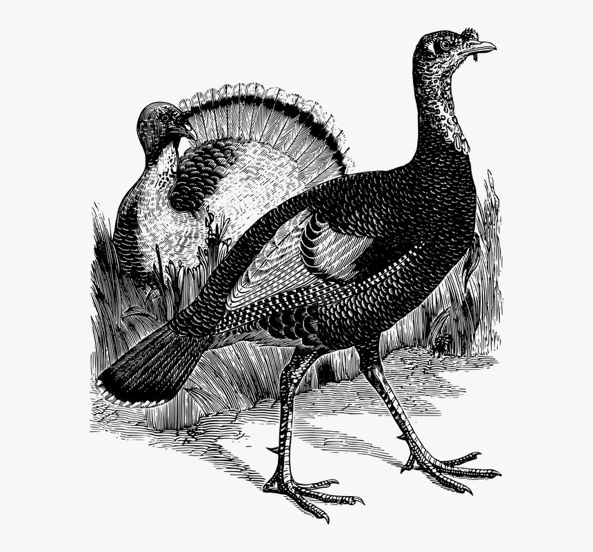 Pavo, Ave, Línea Arte, Acción De Gracias, Animales - Turkey Bird Black And White Png, Transparent Png, Free Download