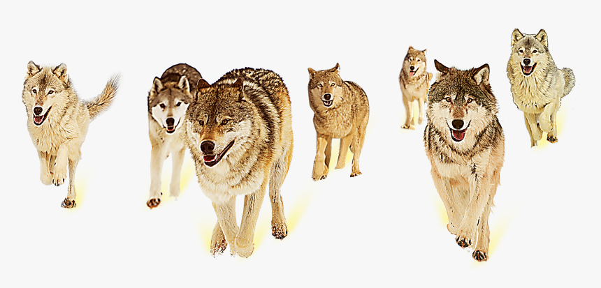 Wolf Teamwork, HD Png Download, Free Download