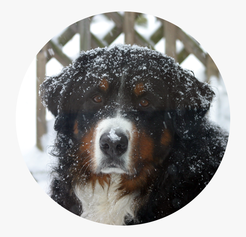 Bernese Mountain Dog, HD Png Download, Free Download