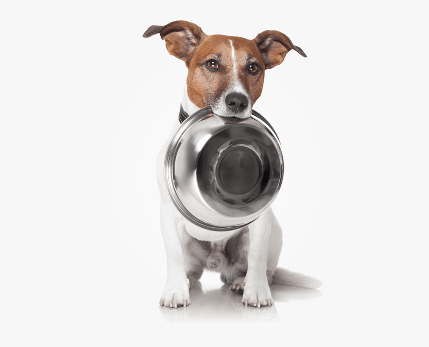 Dog With Bowl - Dog With Empty Food Bowl, HD Png Download, Free Download