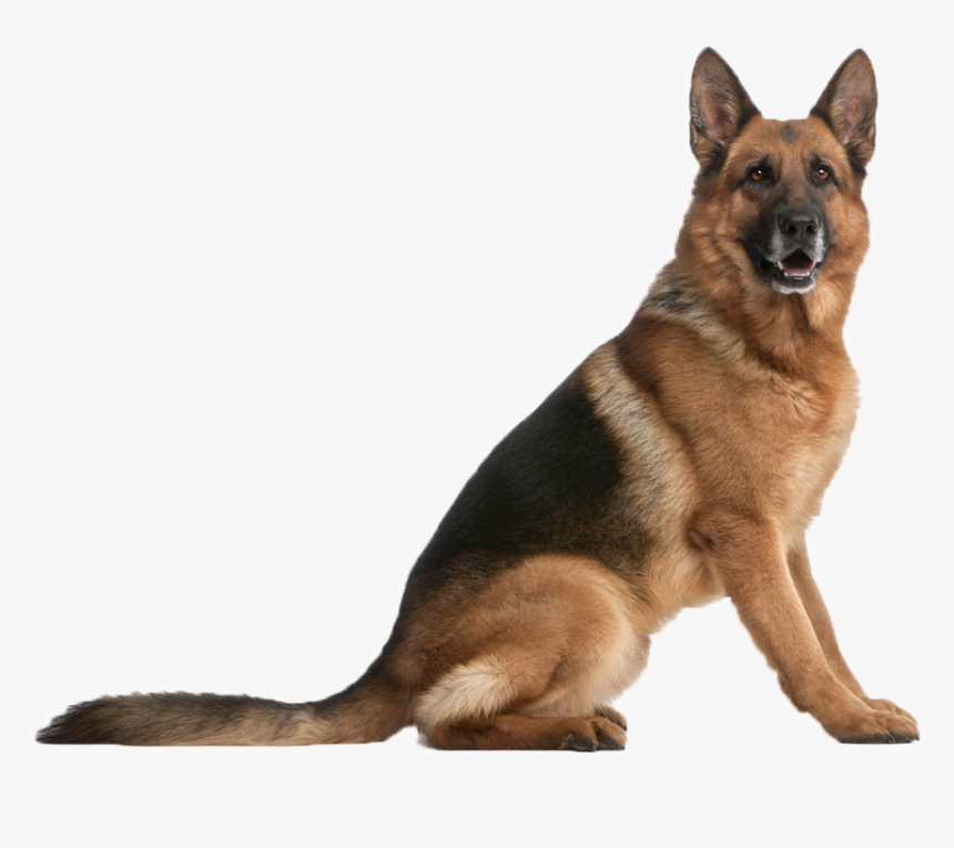 Explosion Detection Services - Dog Sitting German Shepherd, HD Png Download, Free Download