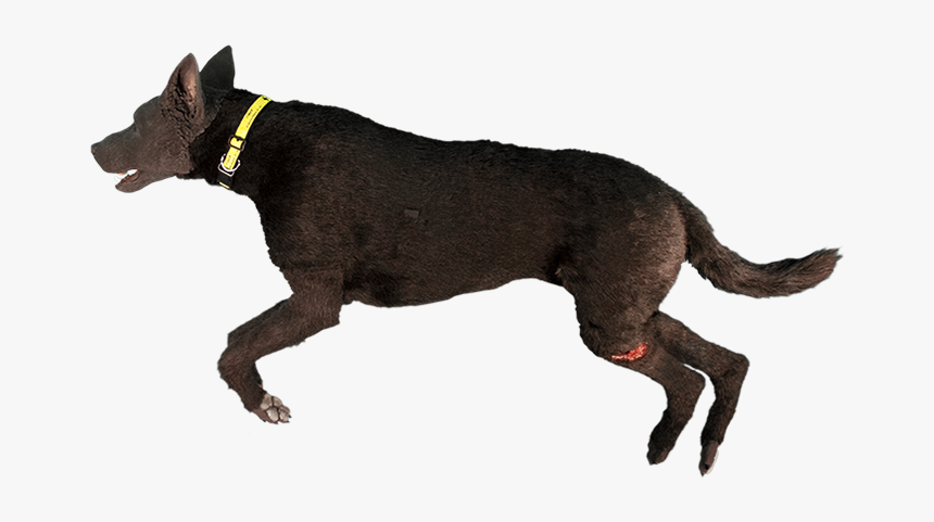 View - K9 Hero, HD Png Download, Free Download