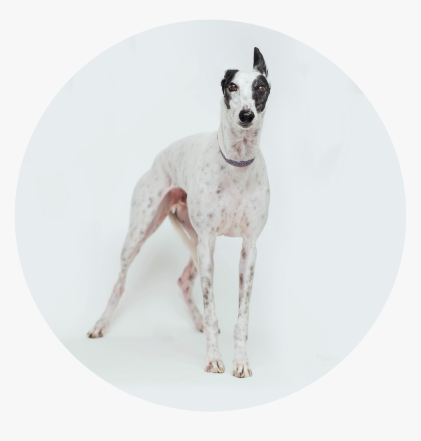 Transparent K9 Png - Greyhound, Png Download, Free Download