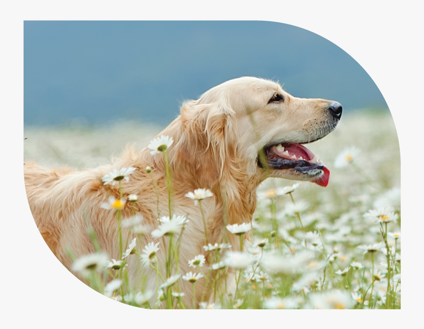 Dog Yawns, HD Png Download, Free Download