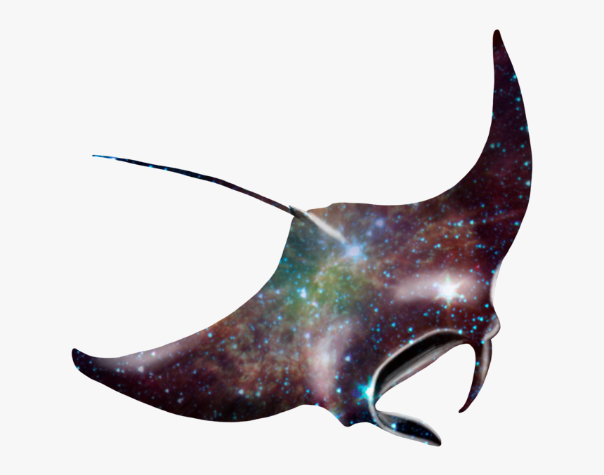 Manta Ray Png - Giant Oceanic Manta Ray Art, Transparent Png, Free Download