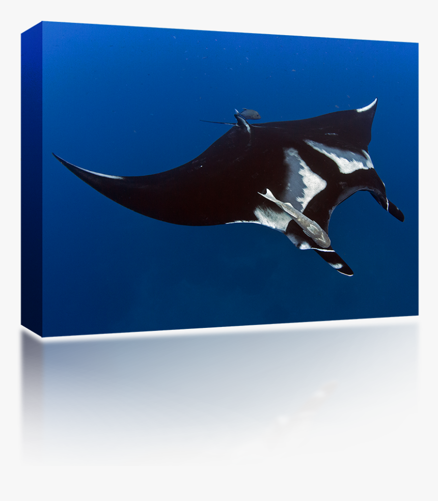 Transparent Manta Ray Png - Manta Ray, Png Download, Free Download