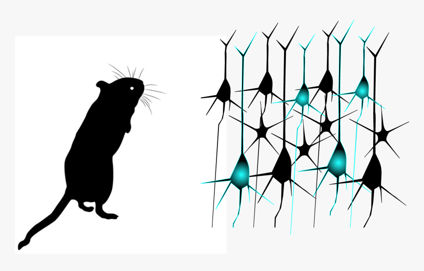 Mouse Silhouette, HD Png Download, Free Download