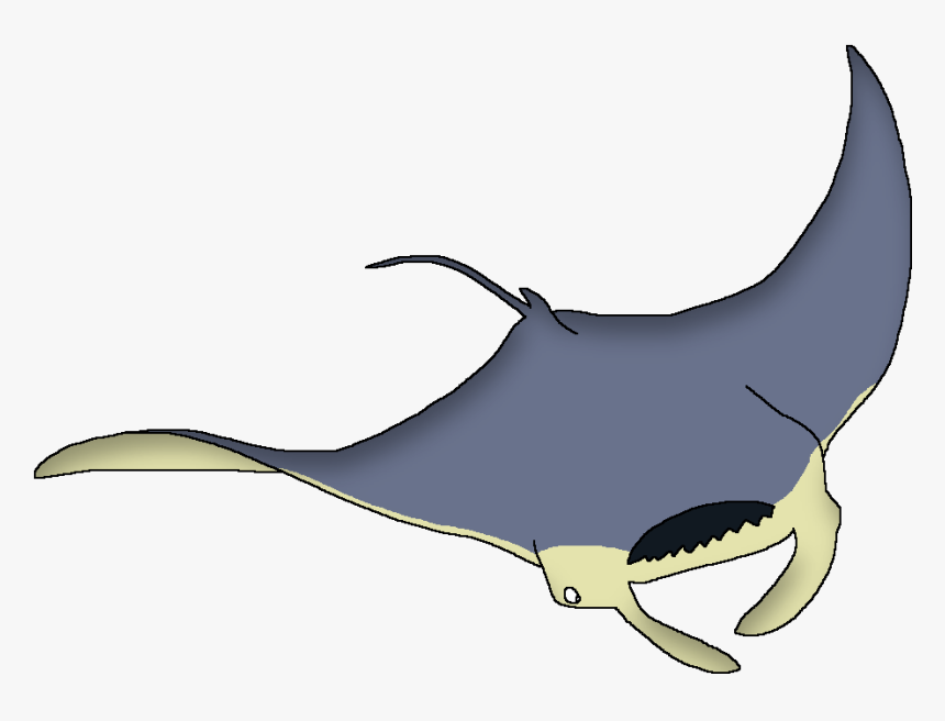 Wildlife Animal Pedia Wiki - Whale, HD Png Download, Free Download