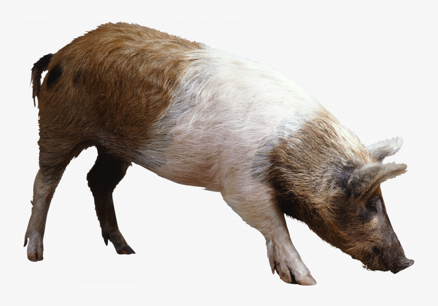 Pig Png, Transparent Png, Free Download