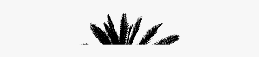 Plant,leaf,feather - Eyelash Extensions, HD Png Download, Free Download