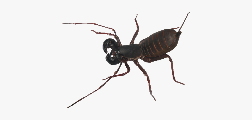 Ant, HD Png Download, Free Download