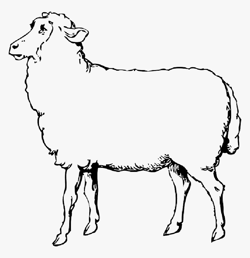 Animals, Black, Food, Outline, Drawing, Sketch, White - Sheep Images Black And White, HD Png Download, Free Download