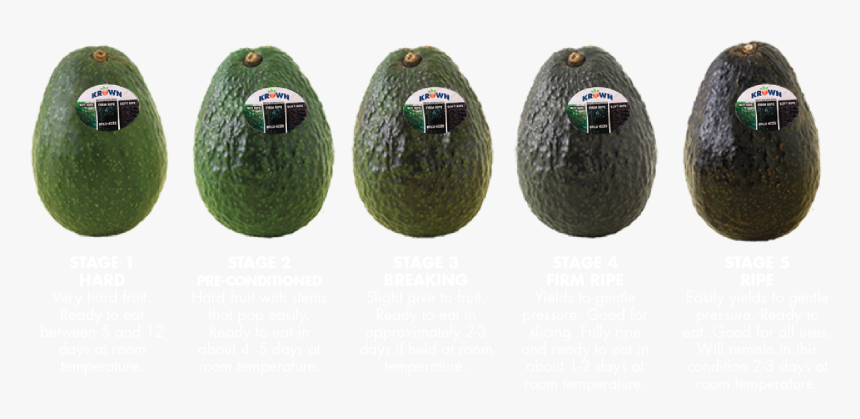 Transparent Avocados Png - Avocado, Png Download, Free Download