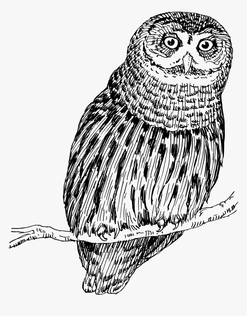 Owl Png Drawing, Transparent Png, Free Download