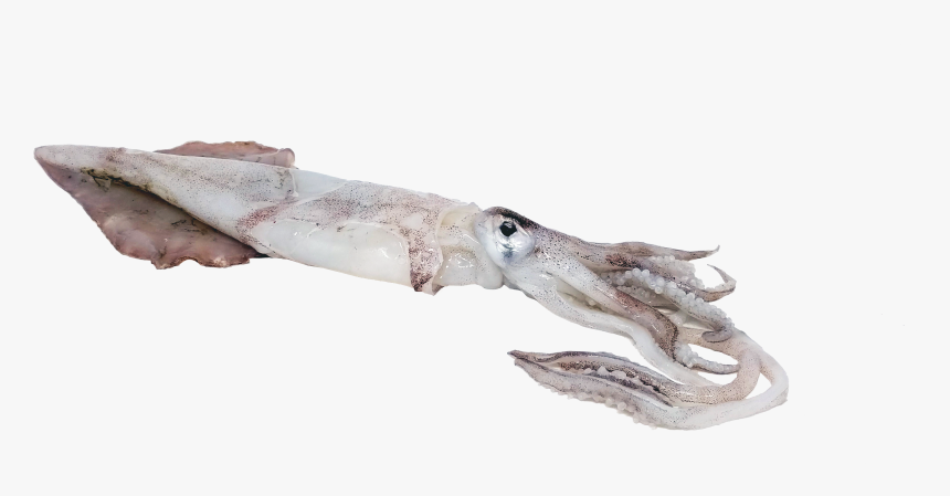 Transparent Squid Transparent Png - Cuttlefish, Png Download, Free Download