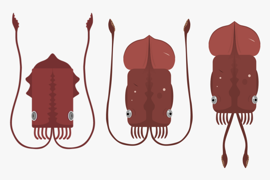 R Deeeepio Artworks Colossal Squid And Giant Squid, HD Png Download, Free Download