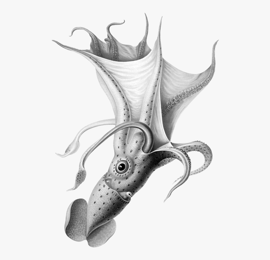 Squid, HD Png Download, Free Download