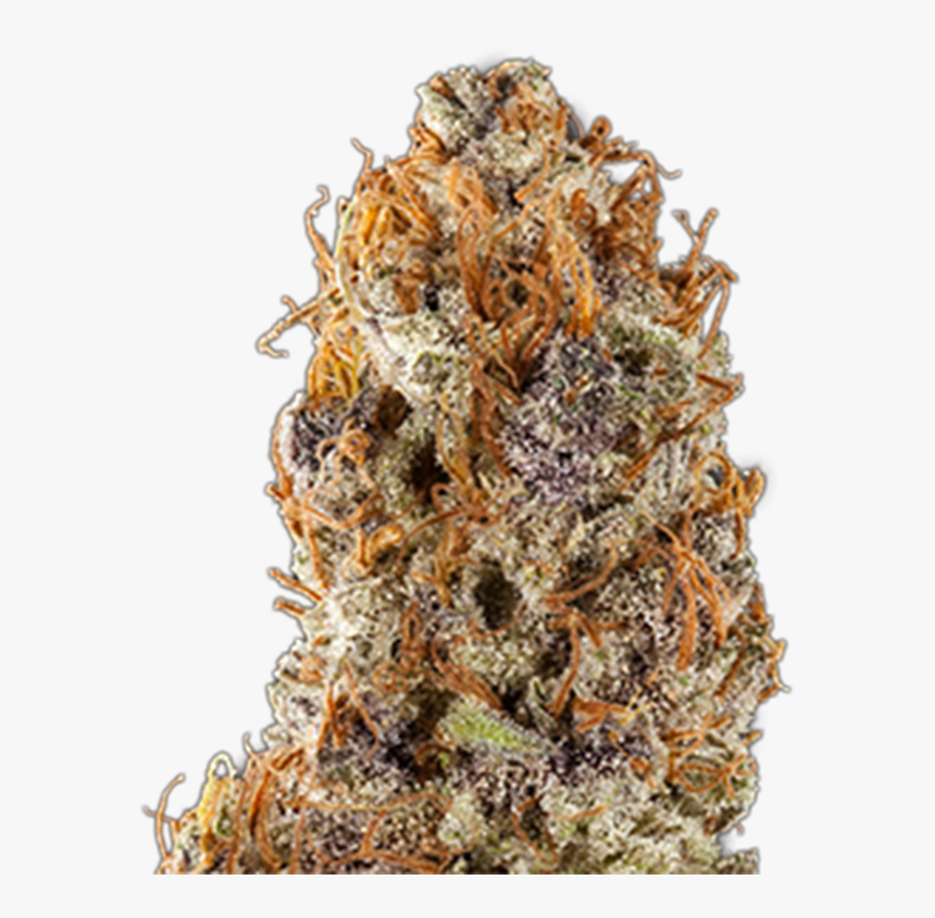 Purple Frost Genetics Grape Soda Strain Photo - Grape Soda Strain, HD Png Download, Free Download