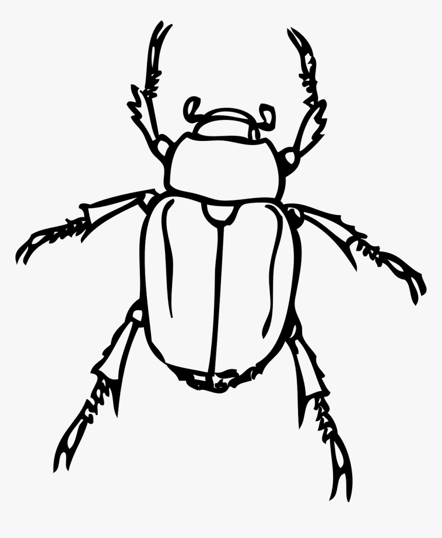 Beetles Clipart, HD Png Download, Free Download